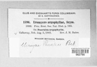 Uromyces psoraleae image
